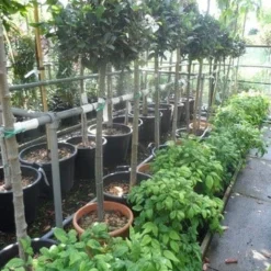 Echte Laurier Op Stam (Laurus Nobilis) -Aanbiedingen Bloem Land Winkel laurus nobilis halfstam c20 25