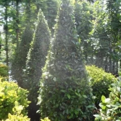 Echte Laurier Als Piramide (Laurus Nobilis) -Aanbiedingen Bloem Land Winkel laurus nobilis kegel 175 200