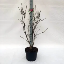 Beverboom (Magnolia Liliiflora 'Nigra') -Aanbiedingen Bloem Land Winkel m. lil. nigra c10