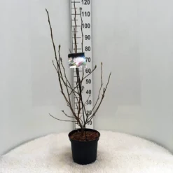 Beverboom (Magnolia Soulangeana) -Aanbiedingen Bloem Land Winkel m. soulangeana c5