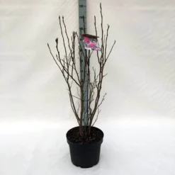 Beverboom, Struik (Magnolia Susan) -Aanbiedingen Bloem Land Winkel m. susan c10