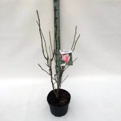 Beverboom (Magnolia 'Heaven Scent') -Aanbiedingen Bloem Land Winkel ma. heaven scent c10