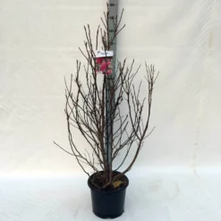 Beverboom, Struik (Magnolia Susan) -Aanbiedingen Bloem Land Winkel ma. susan c15 125 150 cm