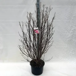 Beverboom, Struik (Magnolia Susan) -Aanbiedingen Bloem Land Winkel ma. susan c15 150 cm