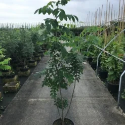 Maackia (Maackia Amurensis) 9 Maackia (Maackia Amurensis) -Aanbiedingen Bloem Land Winkel maackia amurensis c20 2 002