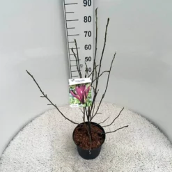 Beverboom (Magnolia Liliiflora 'Nigra') -Aanbiedingen Bloem Land Winkel mag. lil. nigra c5