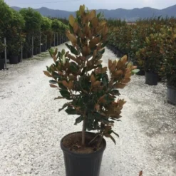 Beverboom (Magnolia Grandiflora 'Little Gem') -Aanbiedingen Bloem Land Winkel magnola little gem 125 150 c25