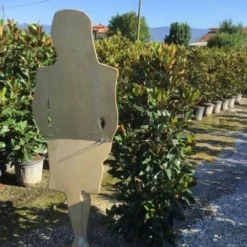 Beverboom (Magnolia Grandiflora 'Little Gem') -Aanbiedingen Bloem Land Winkel magnola little gem 125 150 c25 2