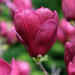 Beverboom (Magnolia 'Genie') -Aanbiedingen Bloem Land Winkel magnolia genie peters garden 05