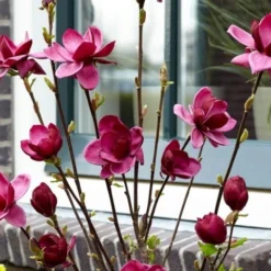 Beverboom (Magnolia 'Genie') -Aanbiedingen Bloem Land Winkel magnolia genie 6