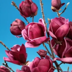 Beverboom (Magnolia 'Genie')