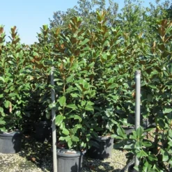 Beverboom (Magnolia Grandiflora 'Goliath') -Aanbiedingen Bloem Land Winkel magnolia goliath