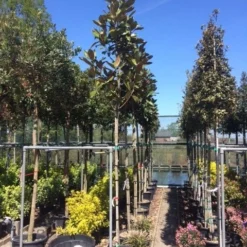 Beverboom (Magnolia Grandiflora 'Gallissoniere') -Aanbiedingen Bloem Land Winkel magnolia grandiflora 10 12