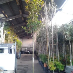 Beverboom (Magnolia Grandiflora 'Gallissoniere') -Aanbiedingen Bloem Land Winkel magnolia grandiflora 1 1