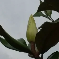 Magnolia (Magnolia Grandiflora 'Gallissoniere') -Aanbiedingen Bloem Land Winkel magnolia grandiflora 2