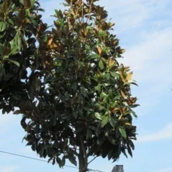 Beverboom (Magnolia Grandiflora 'Gallissoniere') -Aanbiedingen Bloem Land Winkel magnolia grandiflora galissoniere