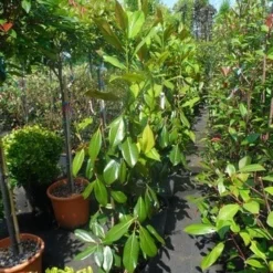 Magnolia (Magnolia Grandiflora 'Gallissoniere') -Aanbiedingen Bloem Land Winkel magnolia grandiflora gallisoniere 100 125