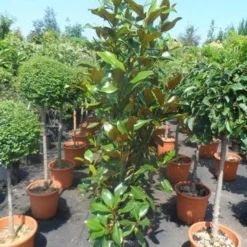 Magnolia (Magnolia Grandiflora 'Gallissoniere') -Aanbiedingen Bloem Land Winkel magnolia grandiflora gallisoniere 125 150 175 cont. 1
