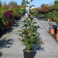 Magnolia (Magnolia Grandiflora 'Gallissoniere') -Aanbiedingen Bloem Land Winkel magnolia grandiflora gallisoniere 125 150 c25