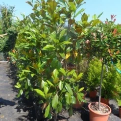 Magnolia (Magnolia Grandiflora 'Gallissoniere') -Aanbiedingen Bloem Land Winkel magnolia grandiflora gallisoniere 150 175 200 cont