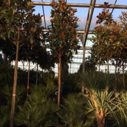 Beverboom (Magnolia Grandiflora 'Gallissoniere') -Aanbiedingen Bloem Land Winkel magnolia grandiflora gallisoniere 16 18ho cont