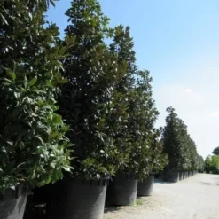 Magnolia (Magnolia Grandiflora 'Gallissoniere') -Aanbiedingen Bloem Land Winkel magnolia grandiflora gallisoniere 2