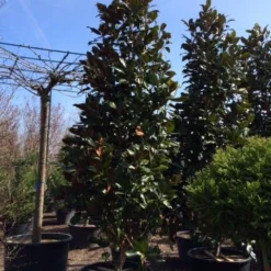 Magnolia (Magnolia Grandiflora 'Gallissoniere') -Aanbiedingen Bloem Land Winkel magnolia grandiflora gallisoniere 350 400 450