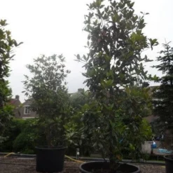 Magnolia (Magnolia Grandiflora 'Gallissoniere') -Aanbiedingen Bloem Land Winkel magnolia grandiflora gallisoniere 350 400 450 c1000
