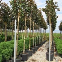 Beverboom (Magnolia Grandiflora 'Gallissoniere') -Aanbiedingen Bloem Land Winkel magnolia grandiflora gallisoniere 8 10 2