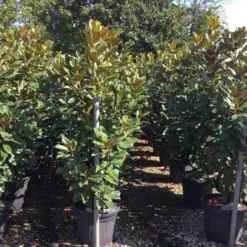 Beverboom (Magnolia Grandiflora 'Goliath') -Aanbiedingen Bloem Land Winkel magnolia grandiflora goliath