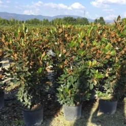 Beverboom (Magnolia Grandiflora 'Goliath') -Aanbiedingen Bloem Land Winkel magnolia grandiflora goliath praecox