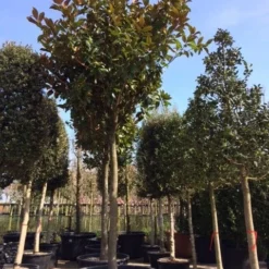 Beverboom (Magnolia Grandiflora 'Gallissoniere') -Aanbiedingen Bloem Land Winkel magnolia grandiflora hoogstam solitair