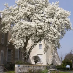 Beverboom (Magnolia Kobus) -Aanbiedingen Bloem Land Winkel magnolia kobus01