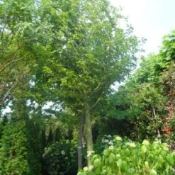 Beverboom (Magnolia Kobus) -Aanbiedingen Bloem Land Winkel magnolia kobus 150stam c500 35 40 50