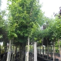 Beverboom (Magnolia Kobus) -Aanbiedingen Bloem Land Winkel magnolia kobus 25 30ho c285