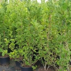 Beverboom Als Struik (Magnolia Loebneri 'Merrill') -Aanbiedingen Bloem Land Winkel magnolia loeb. merril1