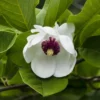 Beverboom (Magnolia Sieboldii) -Aanbiedingen Bloem Land Winkel magnolia sieboldii