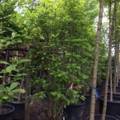 Beverboom (Magnolia Soulangeana) -Aanbiedingen Bloem Land Winkel magnolia soulangeana 300cm c130 1