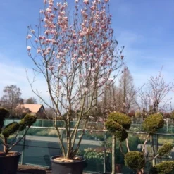 Beverboom (Magnolia Soulangeana) -Aanbiedingen Bloem Land Winkel magnolia soulangeana 400 500