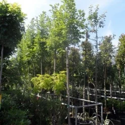 Beverboom (Magnolia Soulangeana Als Boom) -Aanbiedingen Bloem Land Winkel magnolia soulangeana 8 10 12ho cont