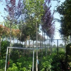 Beverboom (Magnolia Soulangeana Als Boom) -Aanbiedingen Bloem Land Winkel magnolia soulangeana alba superba 14 16ho cont