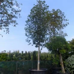 Beverboom (Magnolia Soulangeana Als Boom) -Aanbiedingen Bloem Land Winkel magnolia soulangeana alba superba 40 50ho c1000