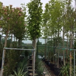 Beverboom (Magnolia Soulangeana Als Boom) -Aanbiedingen Bloem Land Winkel magnolia soulangeana boom 10 12cm