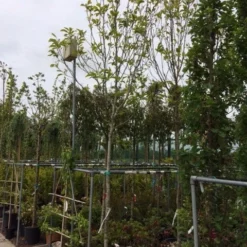 Beverboom (Magnolia Soulangeana Als Boom) -Aanbiedingen Bloem Land Winkel magnolia soulangeana boom 14 16cm