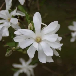 Stermagnolia (Magnolia Stellata) -Aanbiedingen Bloem Land Winkel magnolia stellata 4