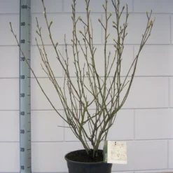 Stermagnolia (Magnolia Stellata) -Aanbiedingen Bloem Land Winkel magnolia stellata c7 november 1