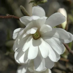 Stermagnolia Als Struik (Magnolia Stellata 'Royal Star')