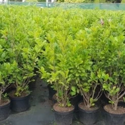 Beverboom, Struik (Magnolia Susan) -Aanbiedingen Bloem Land Winkel magnolia susan2