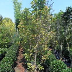 Beverboom, Struik (Magnolia Susan) -Aanbiedingen Bloem Land Winkel magnolia susan 175 200 c50