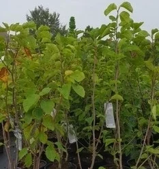 Magnolia (Magnolia 'Yellow River') 7 Magnolia (Magnolia 'Yellow River') -Aanbiedingen Bloem Land Winkel magnolia yellow ri ver